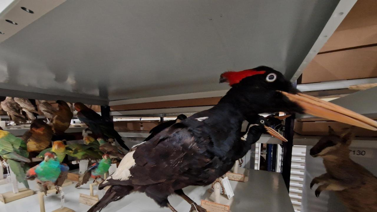 Ivory billed woodpecker