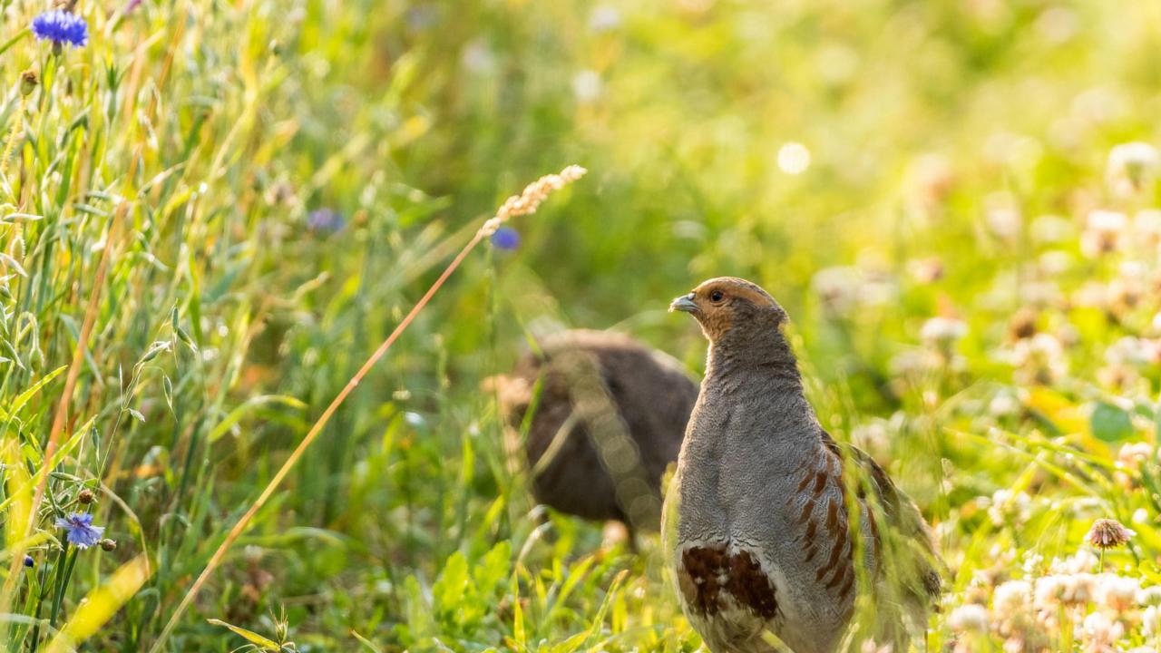Patrijzen langs akkerrand, credit: Fred Horst
