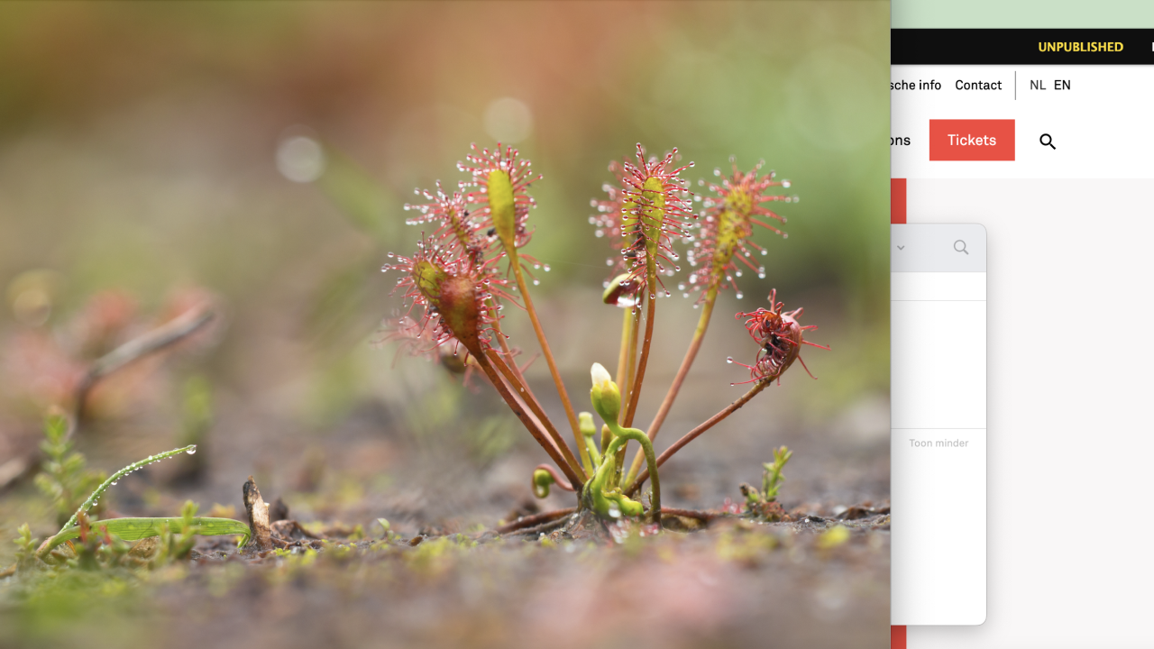 Sundews