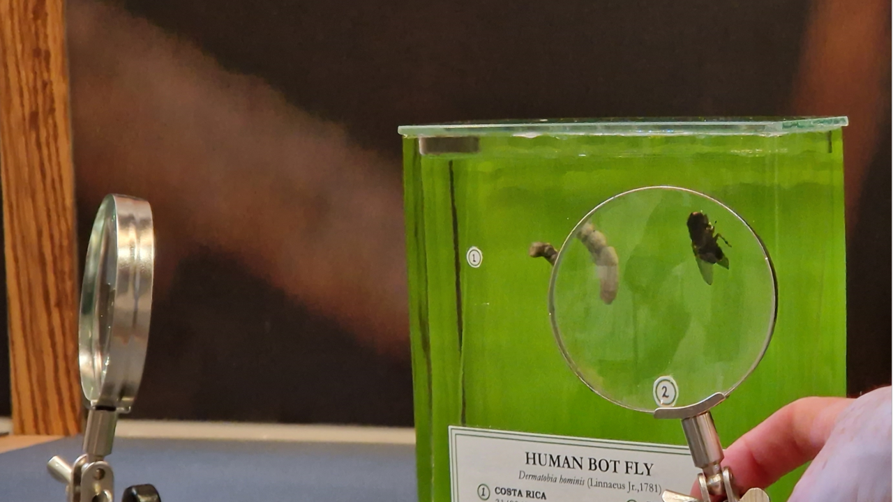 Vliegen op sterk water