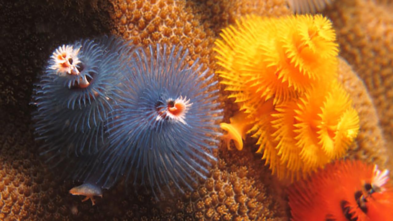 Christmas tree worms from Koh Tao