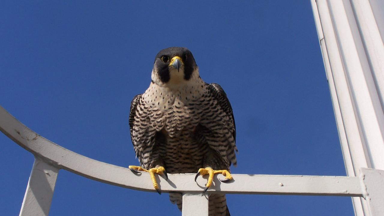 Peregrine falcon