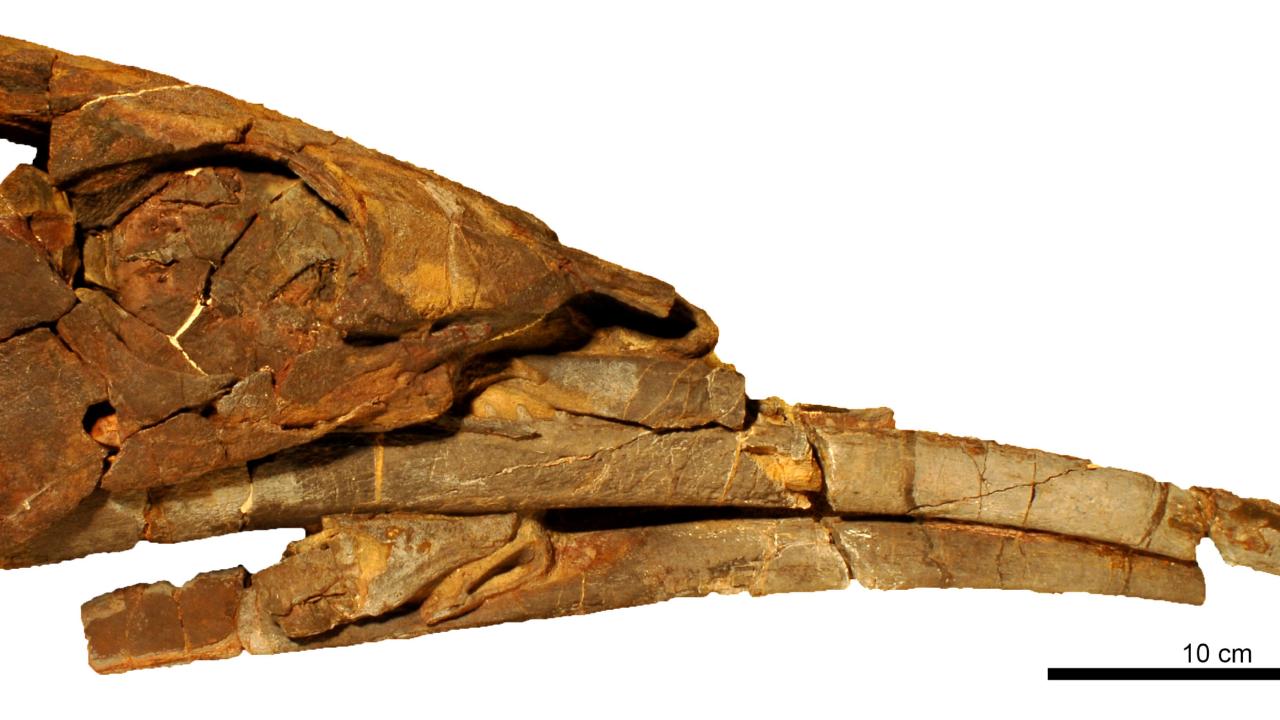 fossiele schedel van Alieanacanthus