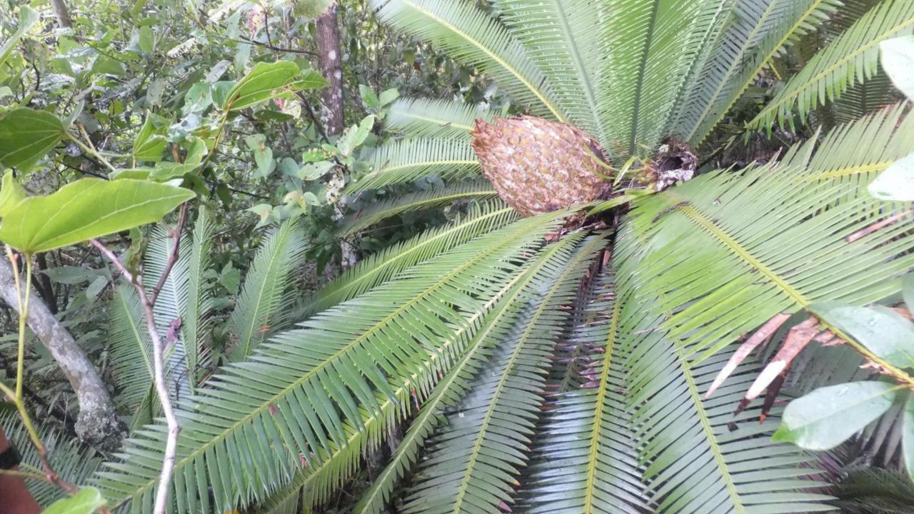Cycade in zijn natuurlijke habitat