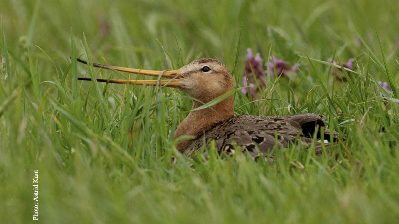Black-tailed godwit