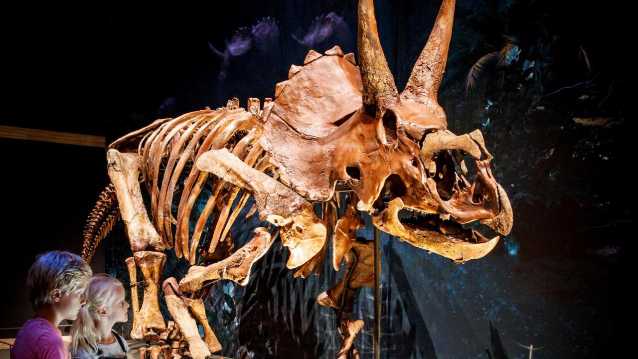 Een opgezette Triceratops in Naturalis