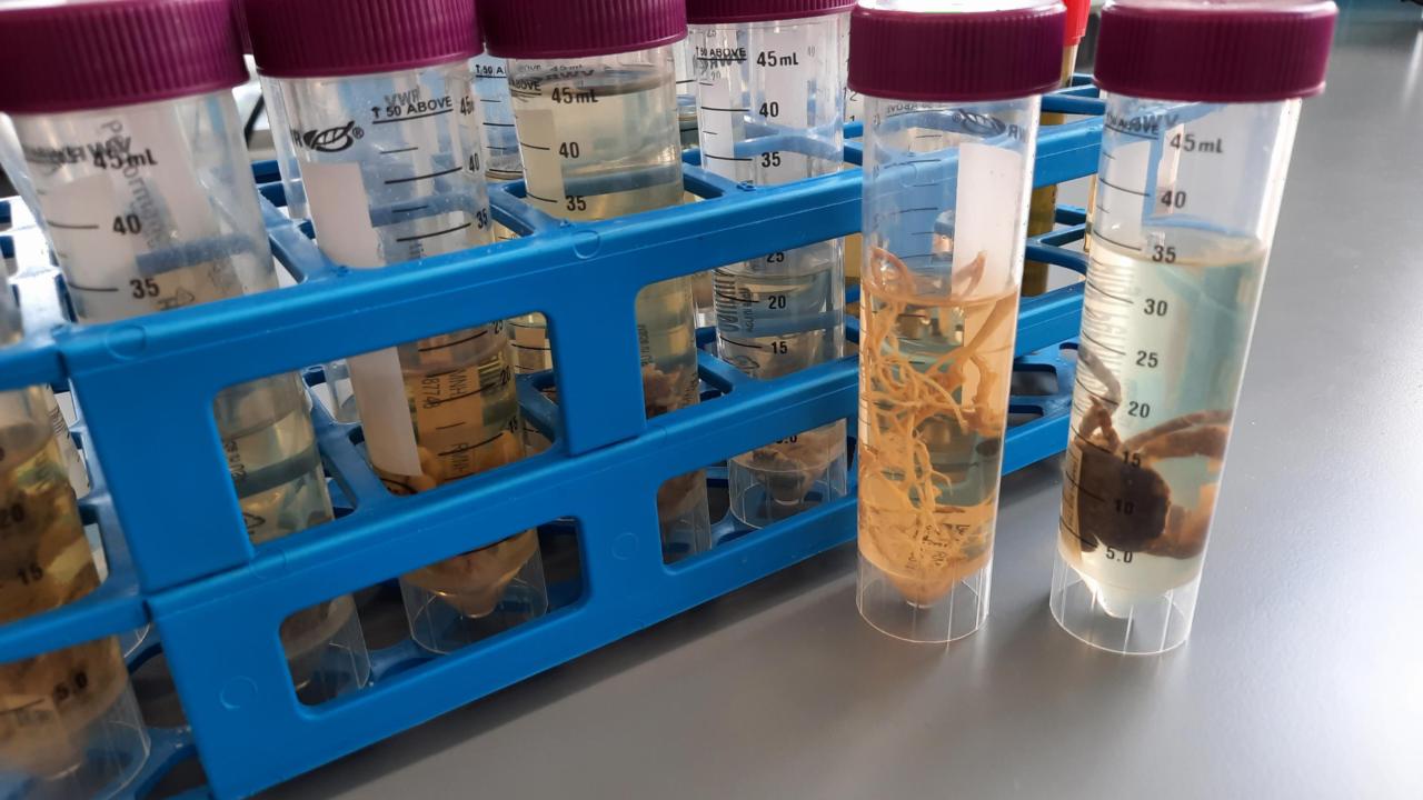 Mariene sample klaar voor DNA-onderzoek binnen Arise, foto: Kevin Beentjes