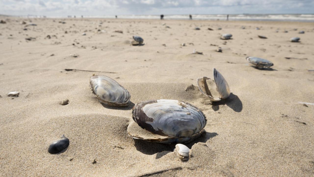 Otterschelpen op het strand