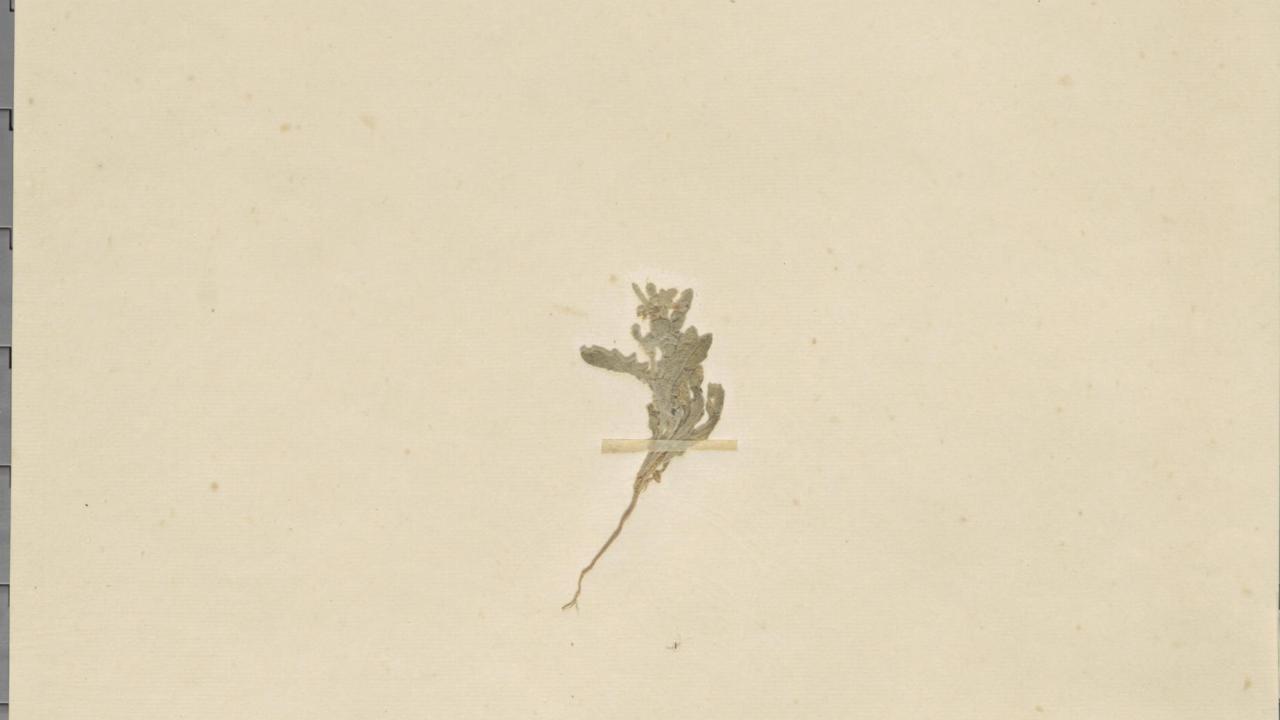 Herbariumvel van Petiniotia purpurascens