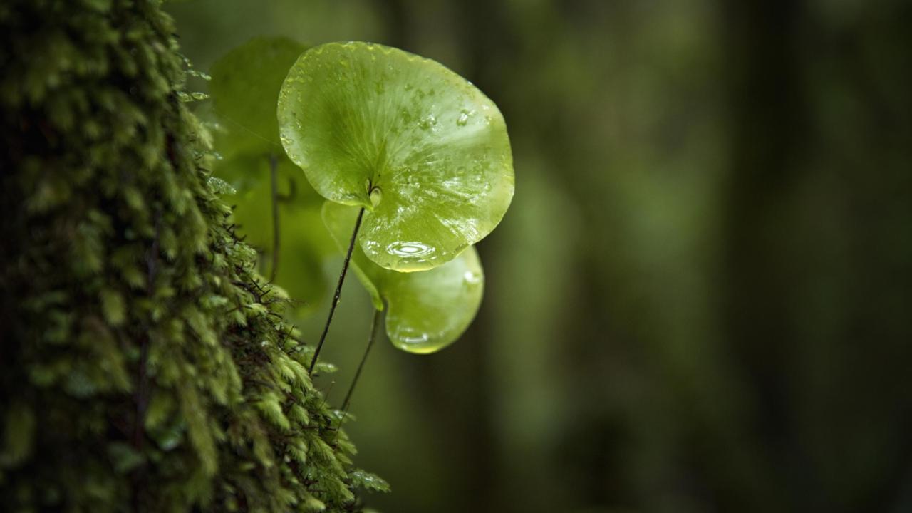 Mos met een blad dat eruit groeit 