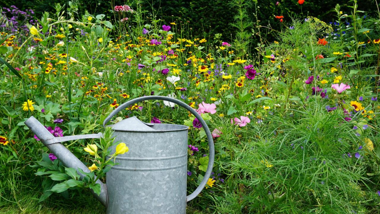tuin met inheemse planten en een gieter