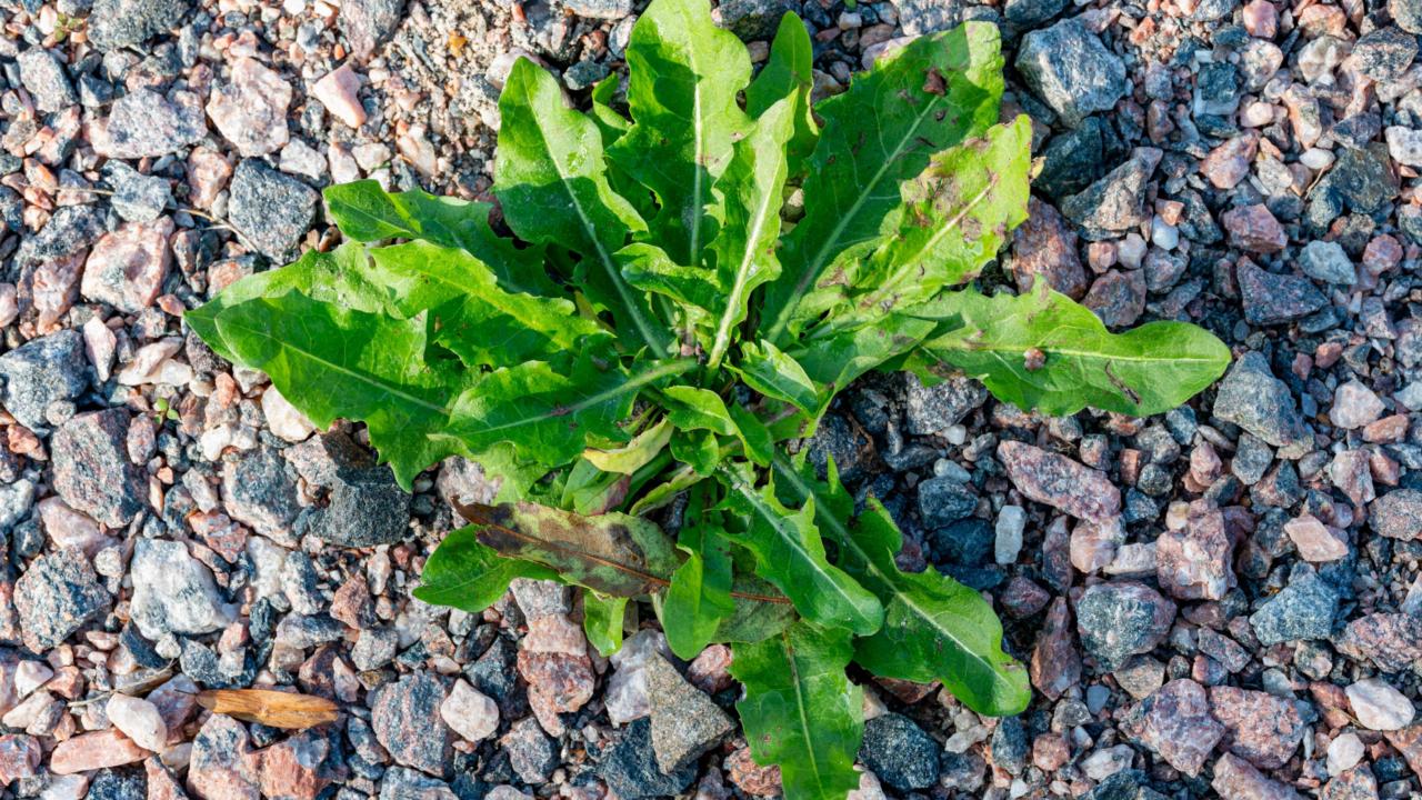 onkruid groeit door het grind 