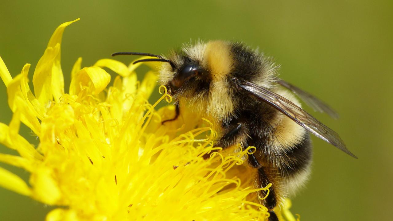 Veldhommel op paardenbloem