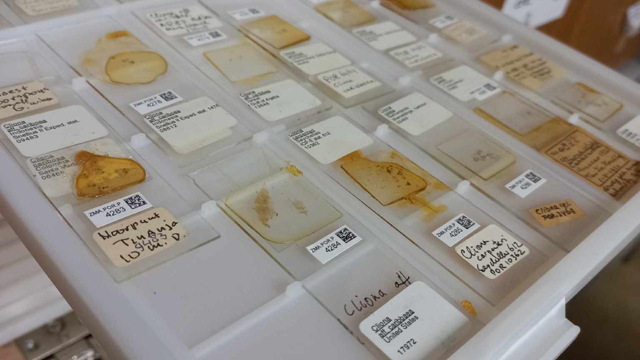 Lade met hier in sponsdieren