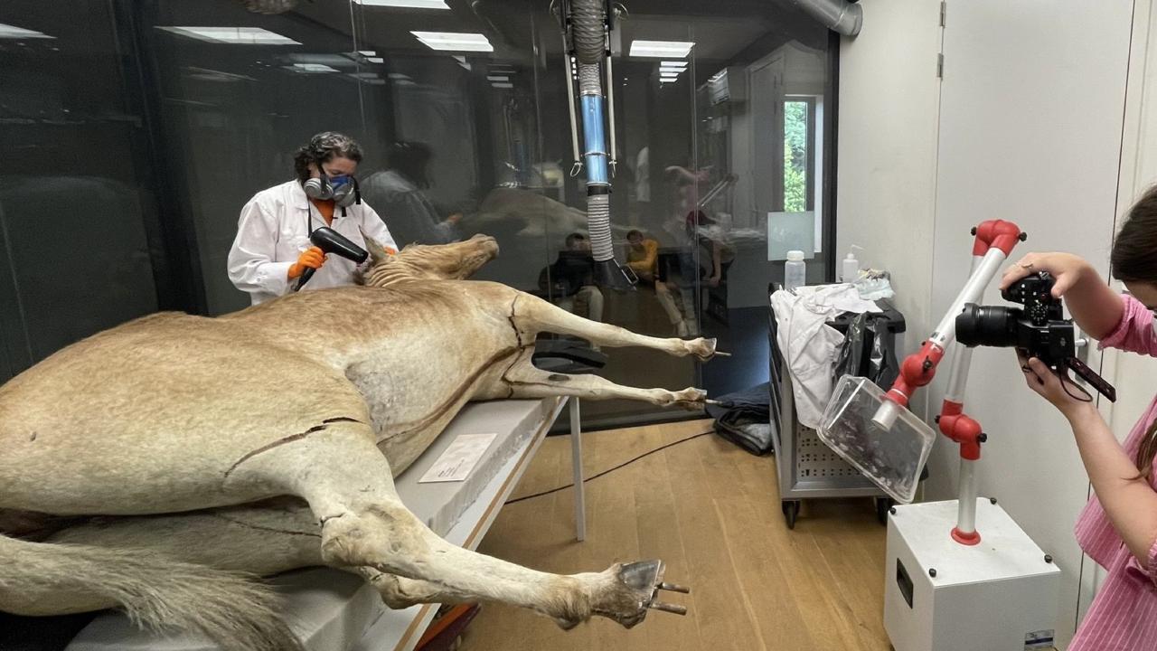 Becky restaureert de laatste quagga