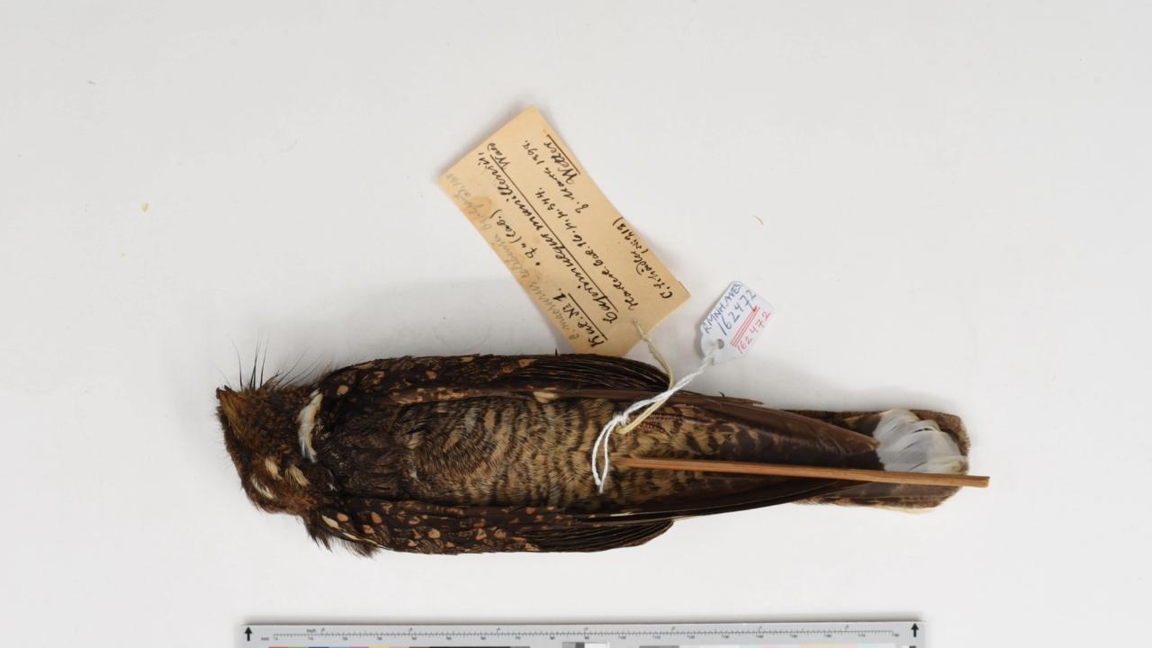 Caprimulgus ritae in de collectie