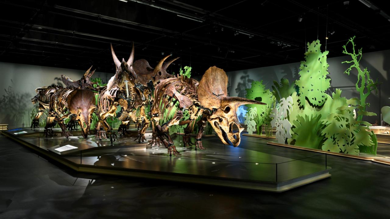 Triceratops: de kudde