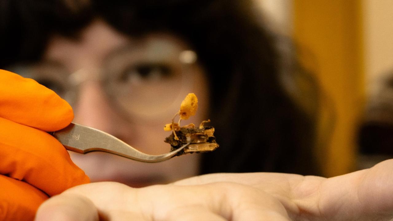 Favolaschia calocera isolated in the National Forest of Makerere university Biological Field Station (Uganda, Africa) in 1997 by Professor Thomas W. Kuyper during his field work. 