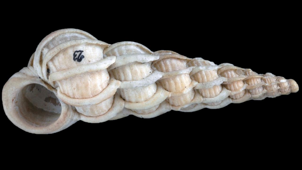 Fossiele schelp Wenteltrapje