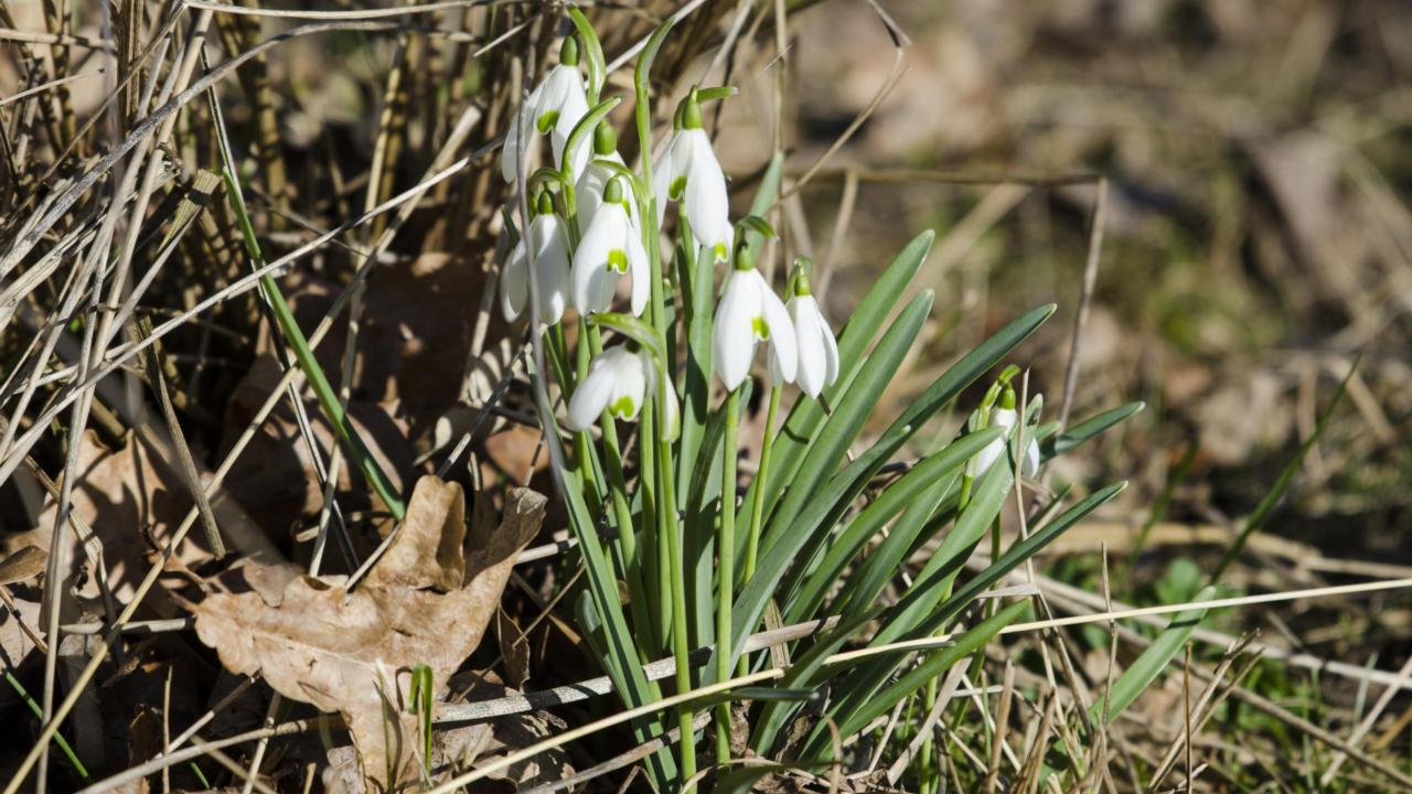 Galanthus nivalis, gewoon sneeuwklokje