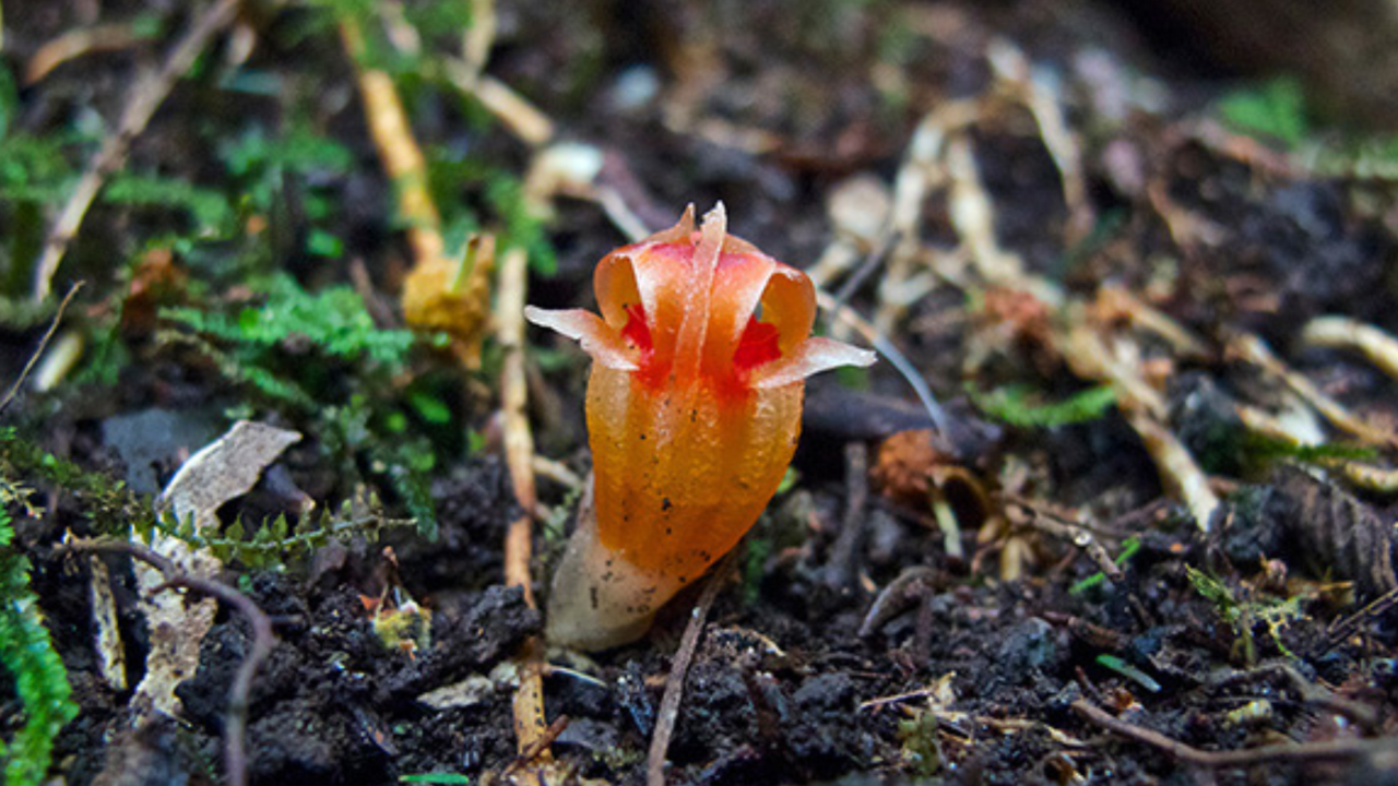 Planten en schimmels