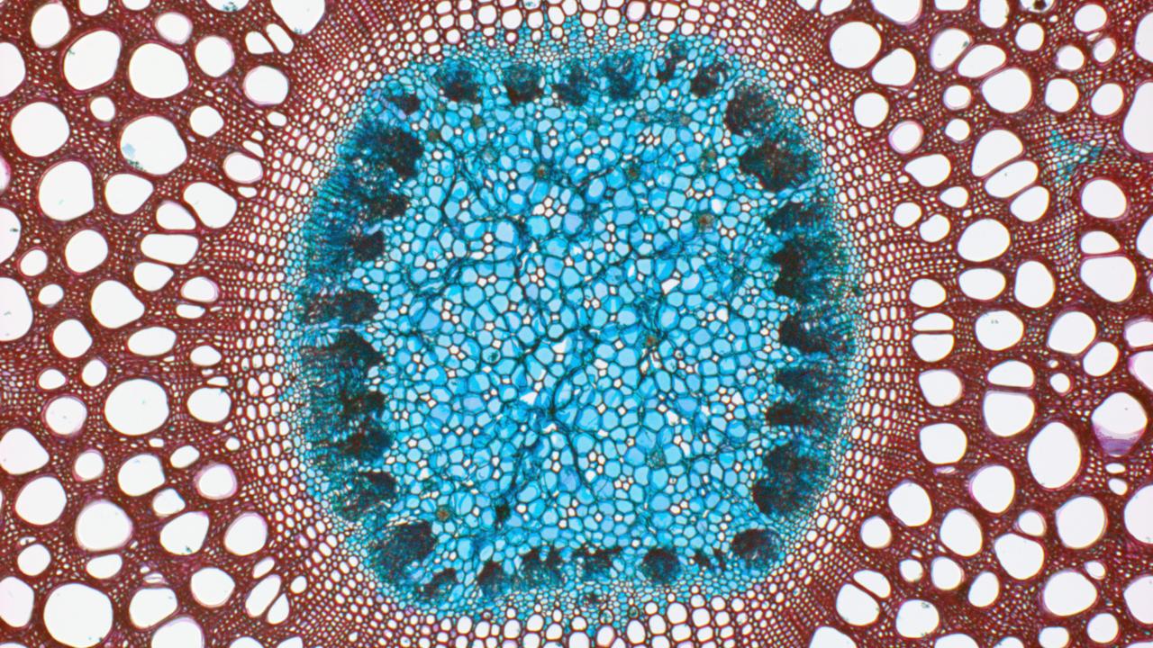 Hout onder de microscoop