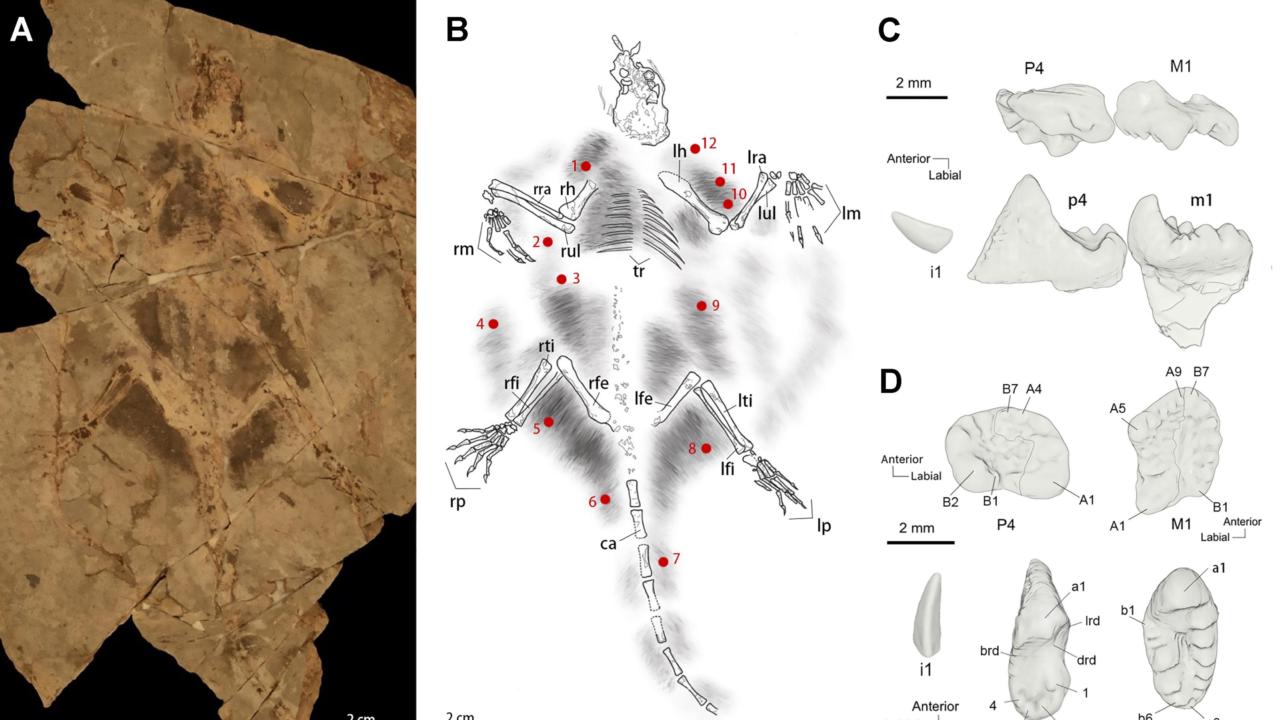 Arboroharamiya fuscus fossiel