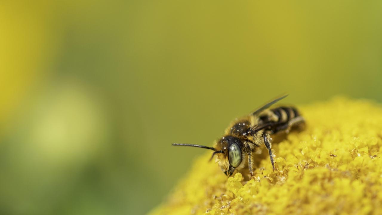 Groefbij: Foto van Marit Moerman 