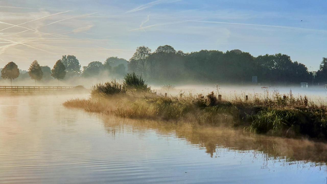 weiland met ochtenddouw 
