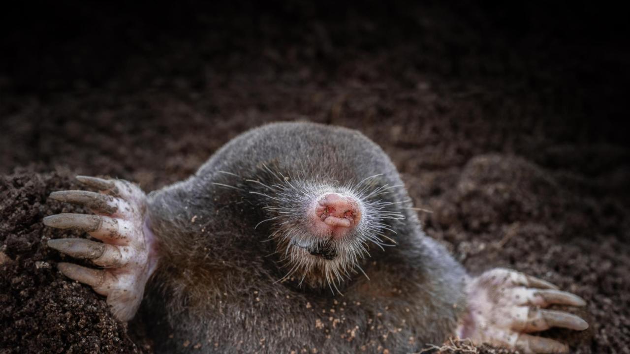 Mol Credits: Jeroen Graat