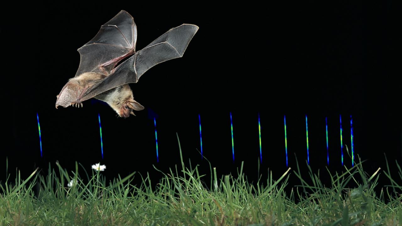 Grote muisoorvleermuis and echolocatiegeluiden. Foto: D. Nill