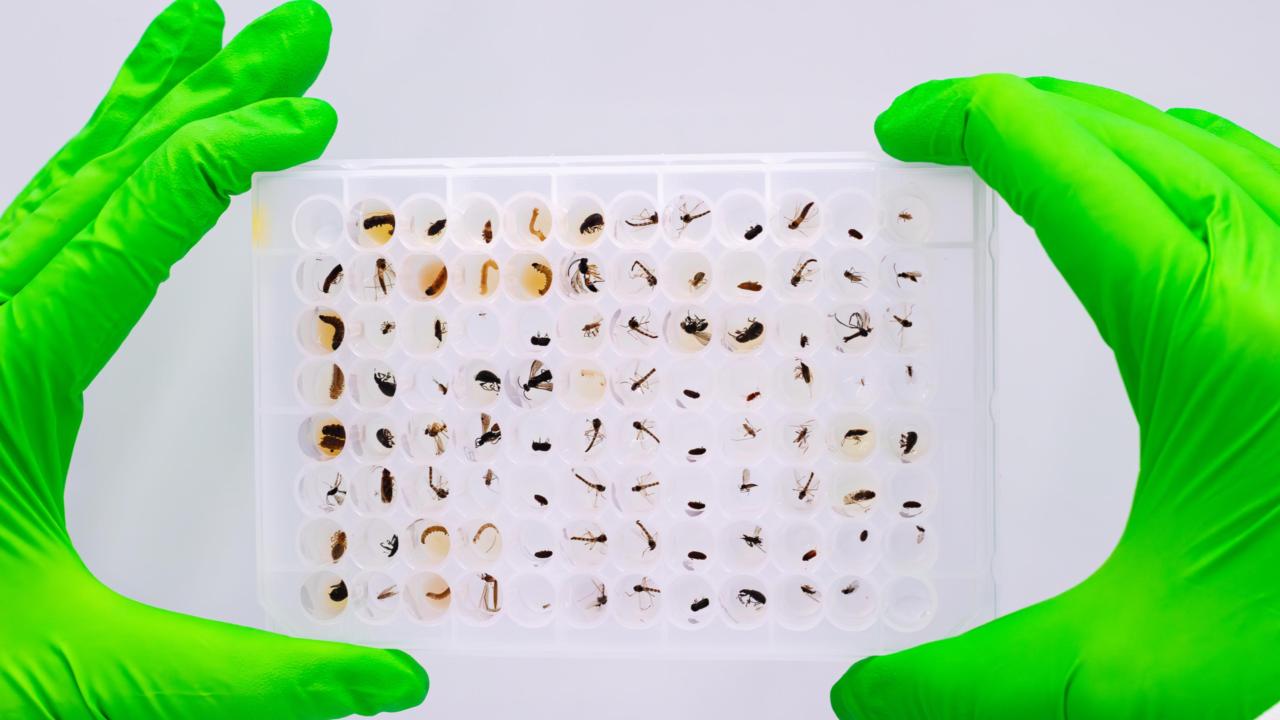 Credit: Daniel Silva David Lopes