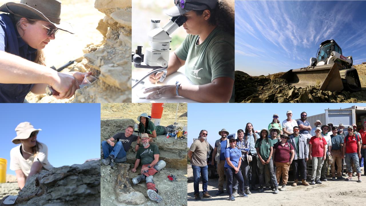 Fotocollage van opgravingen van Jurassic Mile.