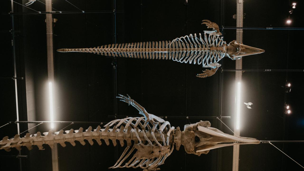 Walvissen in LiveScience