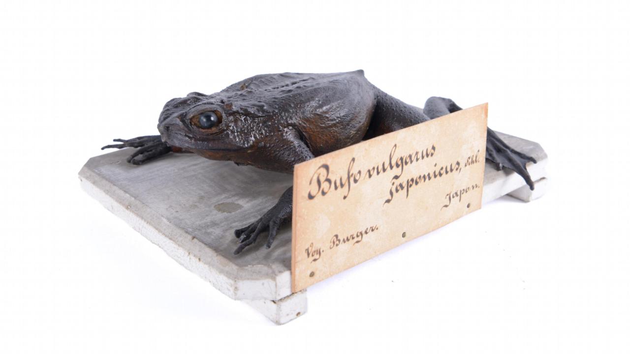 Bufovulgaris japonicus