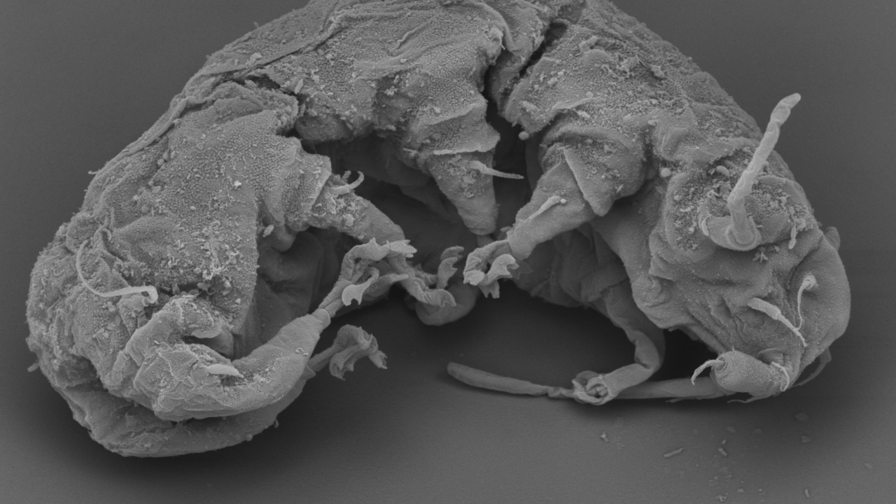SEM image of marine tardigrade Quisarctus armatus