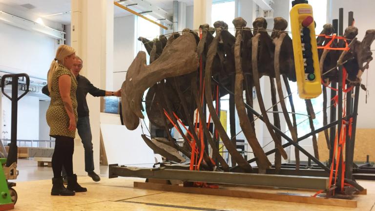 camarasaurus in stukjes