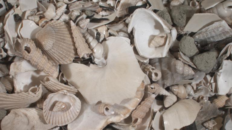 meer schelpjes onder de microscoop