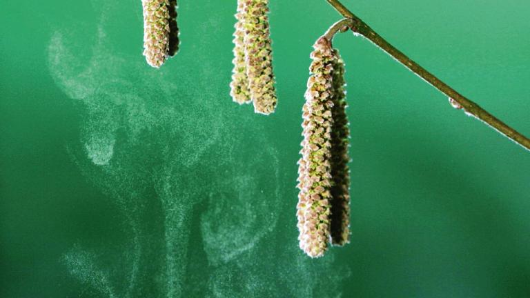 Hazel pollen