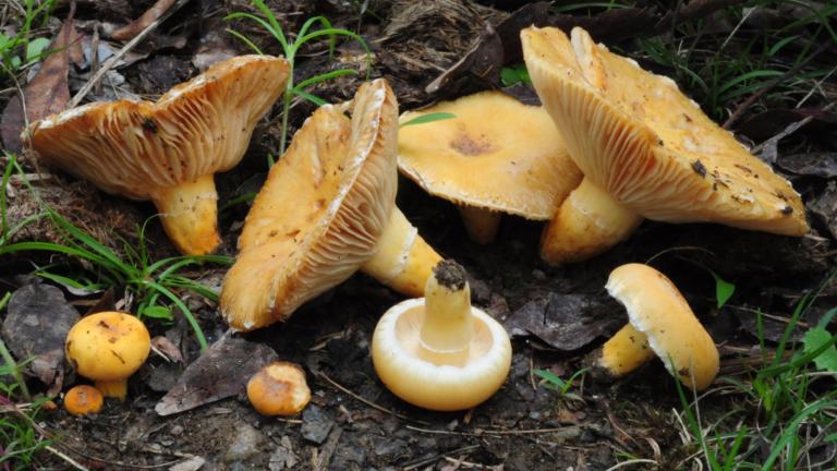 Lactifluus sp. - Zambia