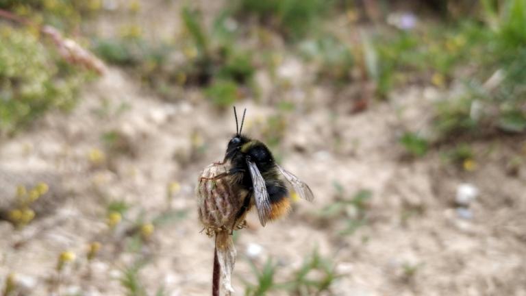 Een Bombus mendax strijkt neer in de Alpen