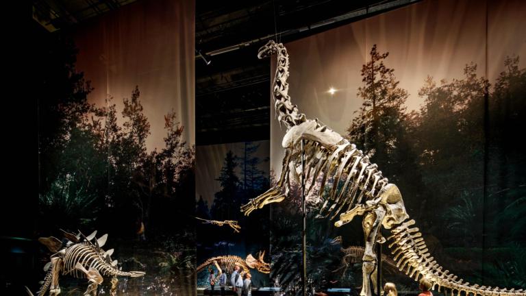 Gallery Dinosaur age