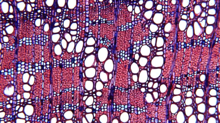 Kleine afbeelding Vicky Beckers