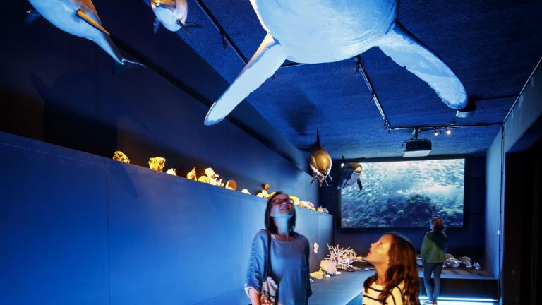 Witte haai in zaal Leven