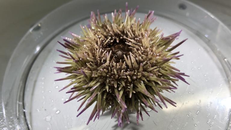 Sea urchin