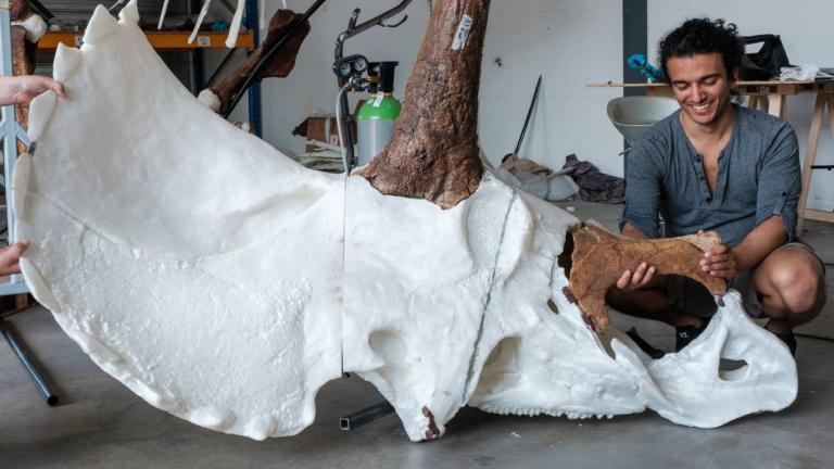 3D reconstructie van Triceratops