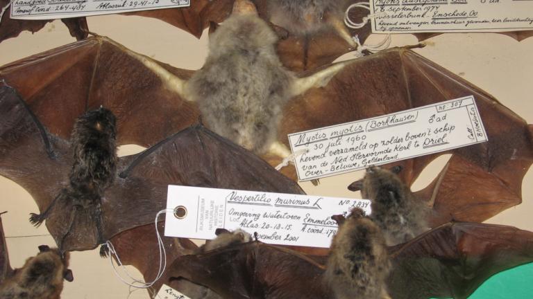 Privé-verzameling vleermuizen
