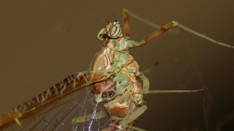 gewone tweevleugel (Cloeon dipterum)