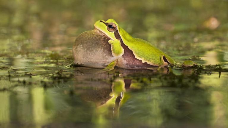 Oostelijke boomkikker (Hyla orientalis) - Jelger Herder
