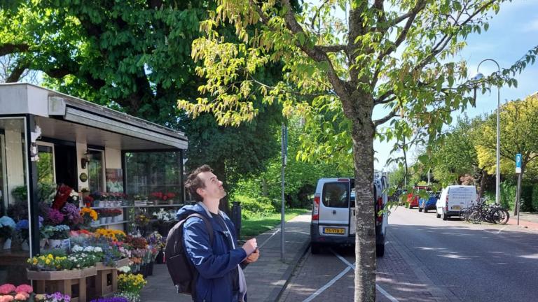 Naturalis promovendus Nemi Dorst karteert een haagbeuk, een plant die hooikoorts veroorzaakt.